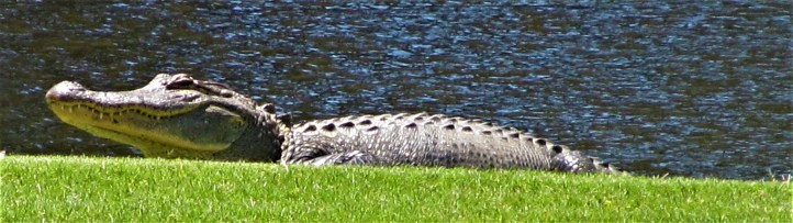 alligator on the golf course may 5