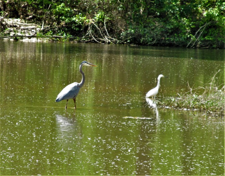 blue heron and egret pelahatchie bay april 20