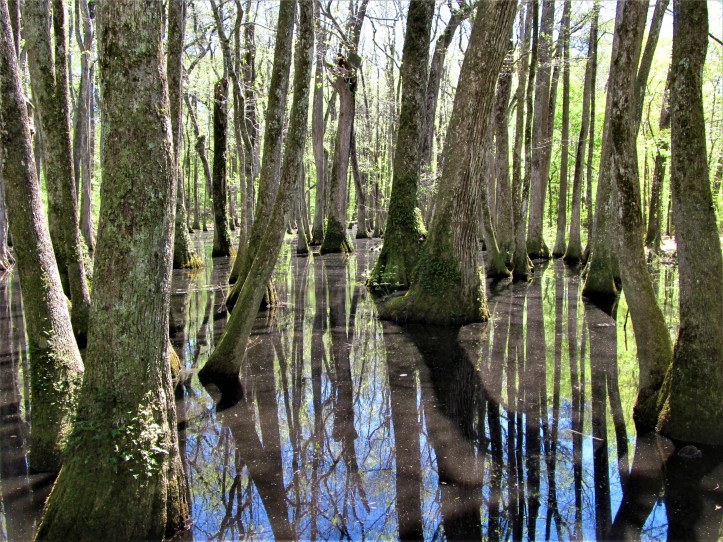 cypress swamp serenity april 7