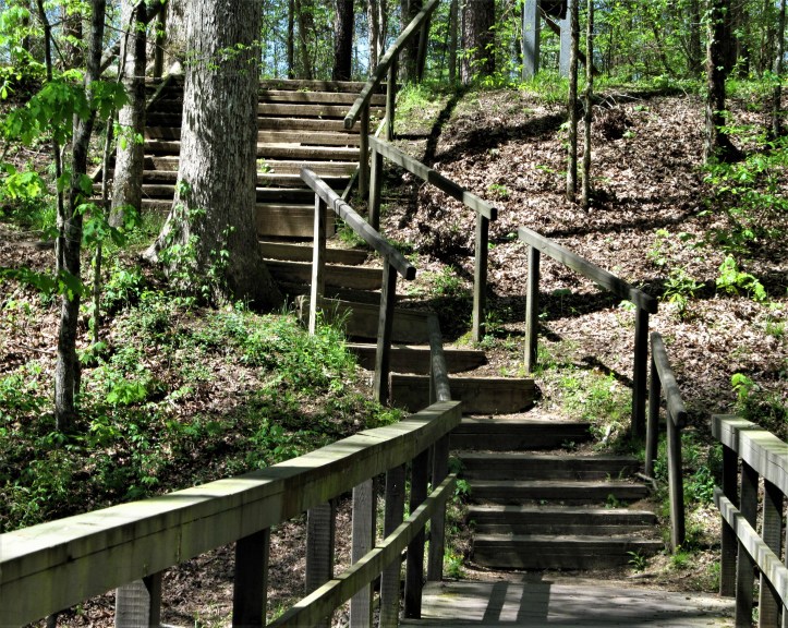 cypress swamp stairs march 2017