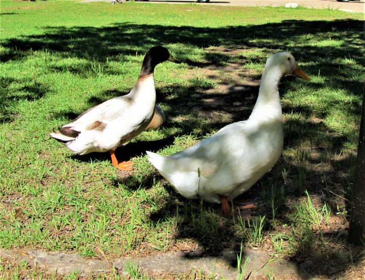 ducks in strawberry patch park april 23