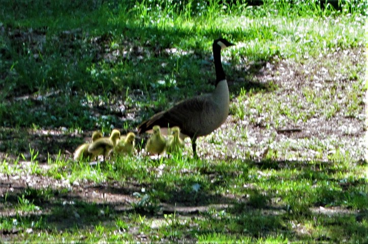 goose with babies april 26