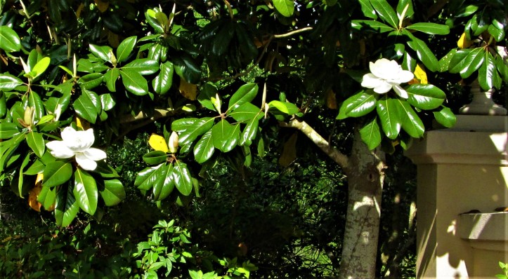 magnolia group blooms april 21