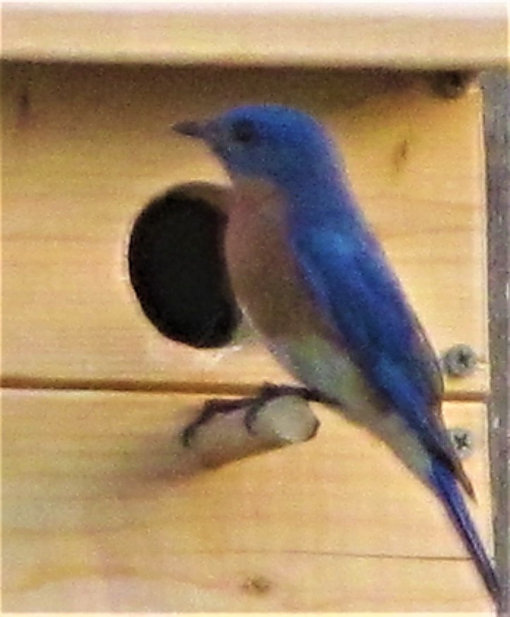 male bluebird april 10