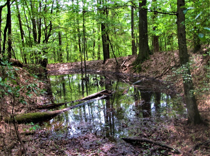 petrified forest water path 1 april 14