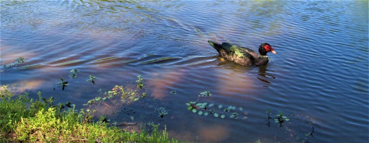 red headed duck strawberry patch park april 24
