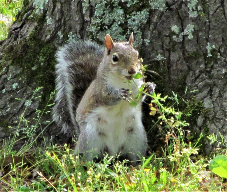 squirrel eating grass in park march