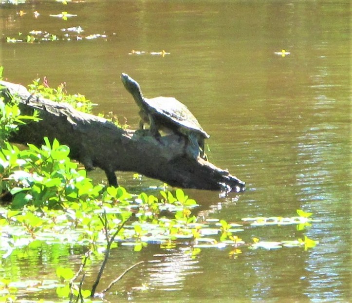 turtle sunning strawberry patch park april 24