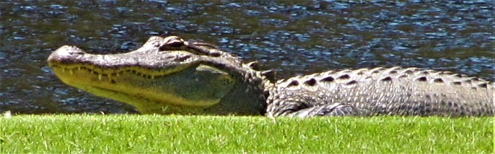 alligator on golf course 2 may 5