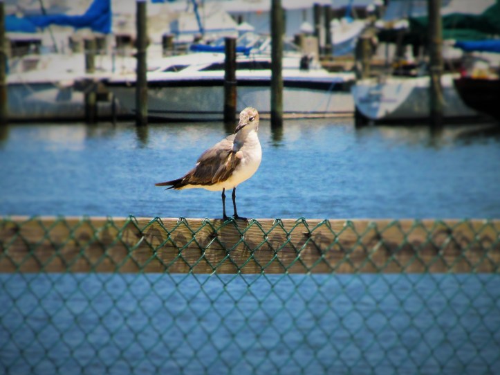 coastal bird may 9
