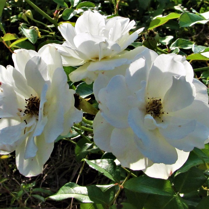 cropped-white-flowers-at-ms-art-museum-april-20