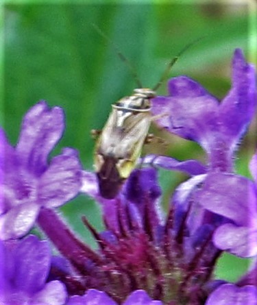 bug on a purple wildflower april 3