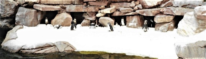 penguins in las vegas 2