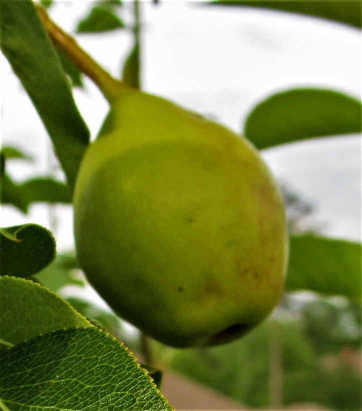 small pear 2 april 14