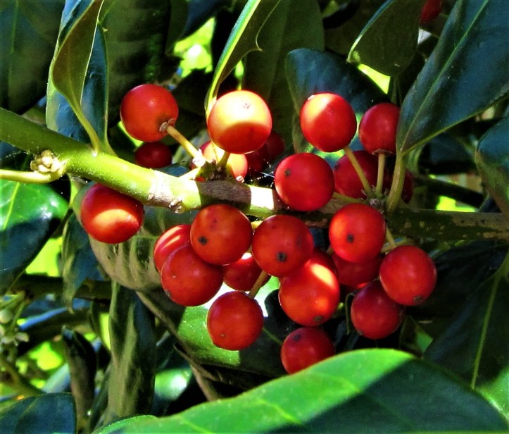 holly berries in the yard 2 april 6